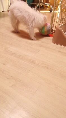 20171202_132918-234x416.jpg
