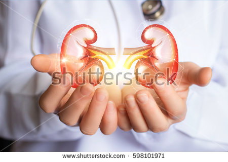 stock-photo-doctor-supports-kidneys-healthy-concept-design-598101971.jpg