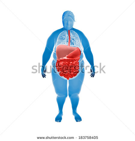 stock-photo-render-illustration-of-obese-woman-s-organs-183758405.jpg