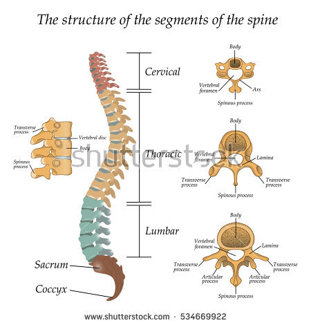 stock-vector-diagram-of-a-human-spine-with-the-name-and-description-of-all-sections-and-segments-of-the-534669922.jpg