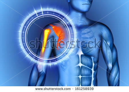 stock-photo--d-illustration-shoulder-scapula-clavicle-161258939.jpg