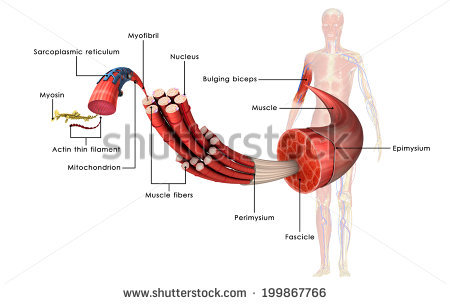 stock-photo-muscle-anatomy-199867766.jpg