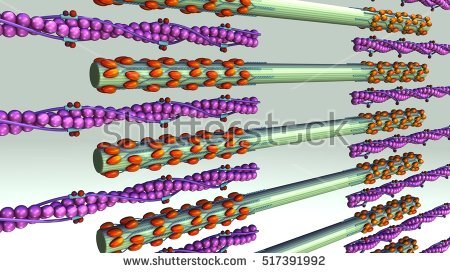 stock-photo-calcium-troponin-release-d-illustration-517391992.jpg