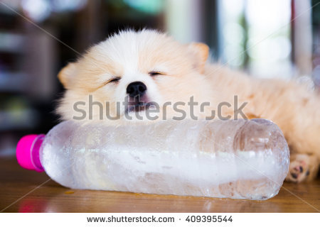 stock-photo-brown-pomeranian-dog-sleeping-on-the-frozen-water-bottle-409395544.jpg