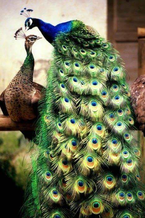 FB_IMG_1467129643898.jpg