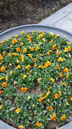 20170402_085955-232x412.jpg