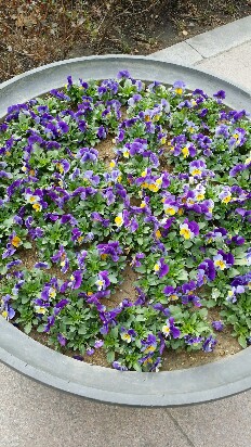 20170402_085947-232x412.jpg