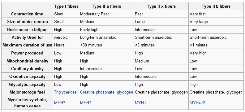 muslce-fiber-type-chart.jpg