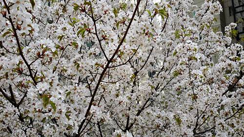 20160412_121634.jpg