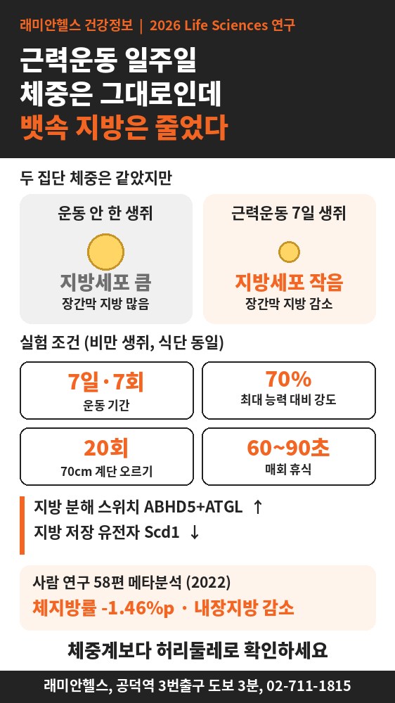 아현 PT 헬스 | 근력운동을 시작하고 체중계 숫자가 그대로여도, 몸속 지방조직에서는 이미 변화가 시작 - 2 - 20261015003142