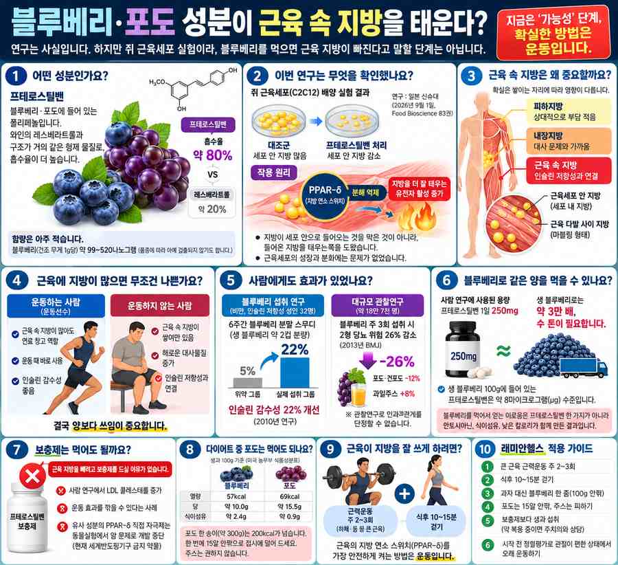 대흥동 PT 헬스 | 블루베리·포도 성분이 근육 속 지방을 태운다는 연구, 지금 어디까지 믿어도 될까요 - 1 - 20261008002352