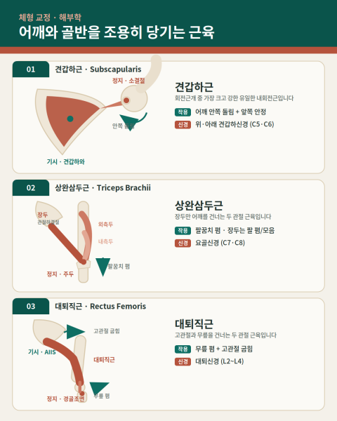 염리 PT 헬스 | 어깨와 골반을 조용히 당기는 근육 — 견갑하근 · 상완삼두근 · 대퇴직근 - 1 - 20260731003540