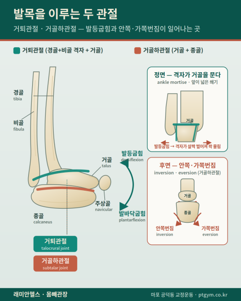 도화 PT 교정운동 | 발목을 이루는 두 관절, 거퇴관절과 거골하관절 — 발등굽힘과 안쪽·가쪽번짐의 원리 - 1 - 20260804132110