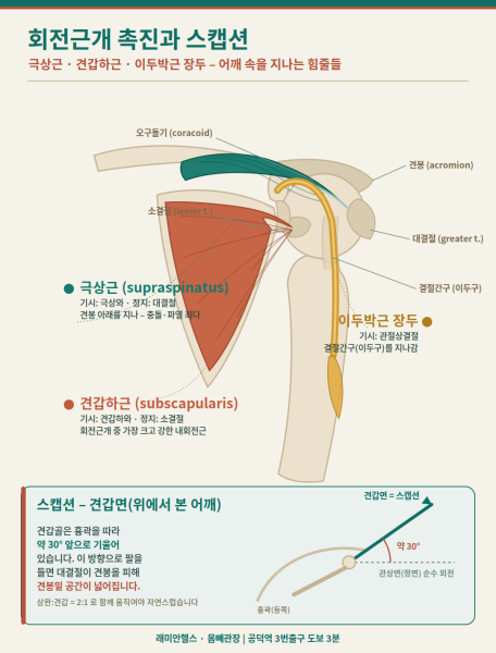 공덕 교정운동 PT | 회전근개 촉진과 스캡션 - 극상근·견갑하근·이두박근 장두 - 1 - 20260805210903