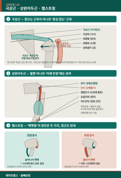 마포 교정운동 PT |극상근·상완이두근·햄스트링 - 중심과 정렬이 먼저입니다1.png 극상근·상완이두근·햄스트링, 무작정 키우기 전에 중심부터 봅니다 - 1 - 20260807003148
