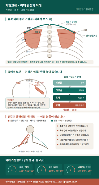 도화 교정운동 PT | 어깨 관절의 이해 – 견갑골과 흉곽, 그리고 가동범위 - 1 - 20260816114333