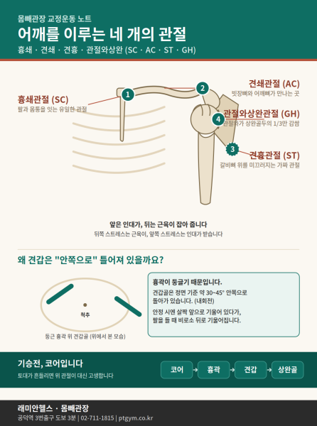 공덕 교정운동 PT | 어깨를 이루는 네 개의 관절 — 흉쇄·견쇄·견흉·관절와상완 - 1 - 20260818000759