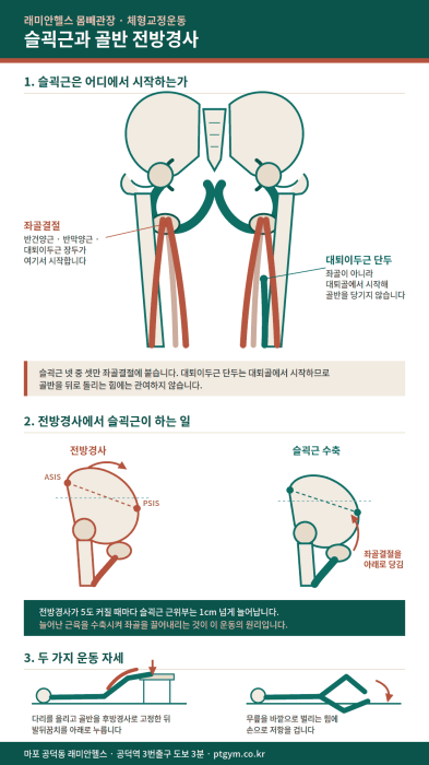 도화 교정운동 PT | 슬괵근으로 잡는 골반 전방경사, 그리고 벌어진 골반 이야기 - 1 - 20260826001955