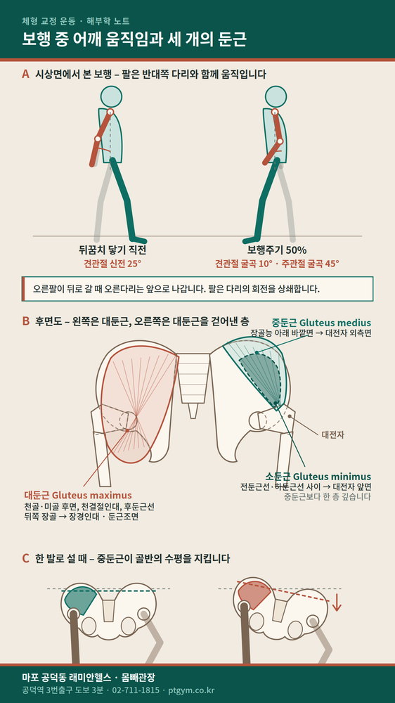 공덕 교정운동 PT | 보행 중 어깨 움직임과 세 개의 둔근 – 대둔근, 중둔근, 소둔근 - 1 - 20260827002028