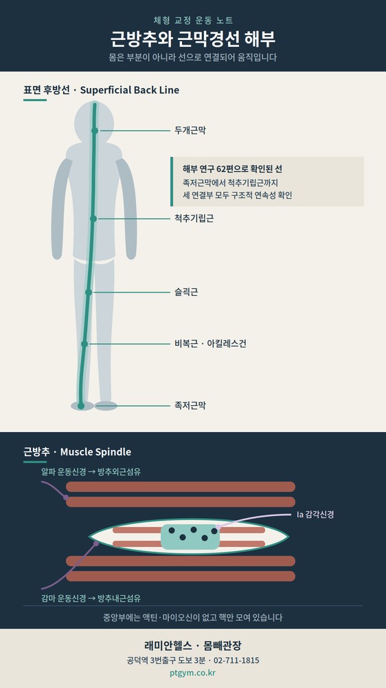 아현 교정운동 PT | 근방추와 근막경선 - 몸은 부분이 아니라 선으로 움직입니다 - 1 - 20260830134301