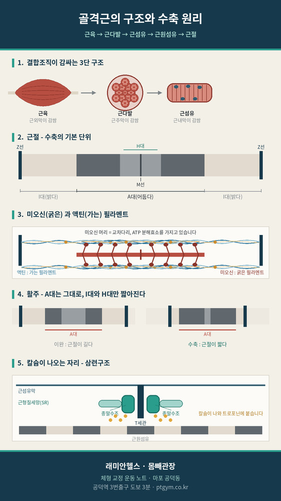 공덕 교정운동 PT | 골격근은 어떻게 힘을 내는가 액틴, 미오신, 그리고 근수축의 원리 - 1 - 20260901001650