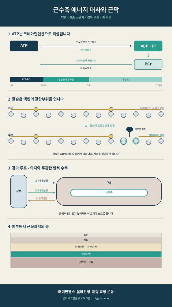 염리 교정운동 PT | 근육은 무엇으로 힘을 내는가 ATP, 해당과정, 그리고 근막의 성질 - 1 - 20260903000350