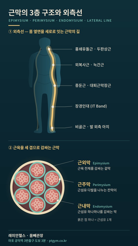 도화 교정운동 PT | 근막의 3층 구조와 외측선 - 1 - 20260904001810