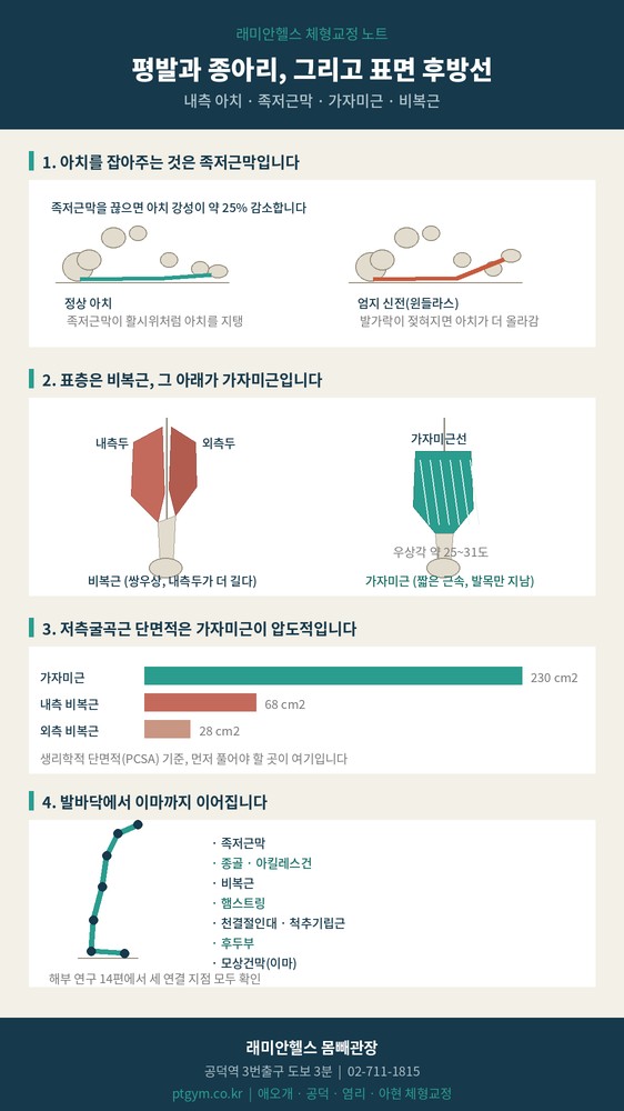 마포 교정운동 PT | 평발이면 왜 종아리와 목까지 이어질까 - 내측 아치, 족저근막, 가자미근과 비복근 - 1 - 20260908001650