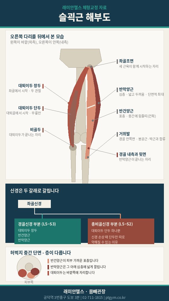 공덕 교정운동 PT | 슬괵근 3형제, 왜 따로 훈련해야 하나요 - 마포 헬스장 아현동 피티 - 1 - 20260910000444