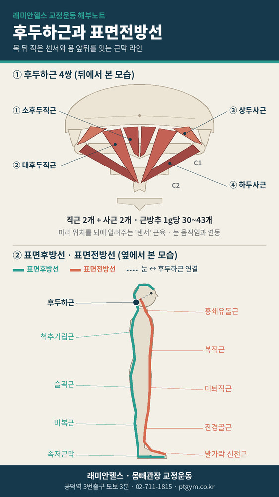 대흥 교정운동 PT | 후두하근과 표면전방선 목 뒤 작은 근육이 몸 뒤쪽 전체를 여는 이유 - 1 - 20260911002255
