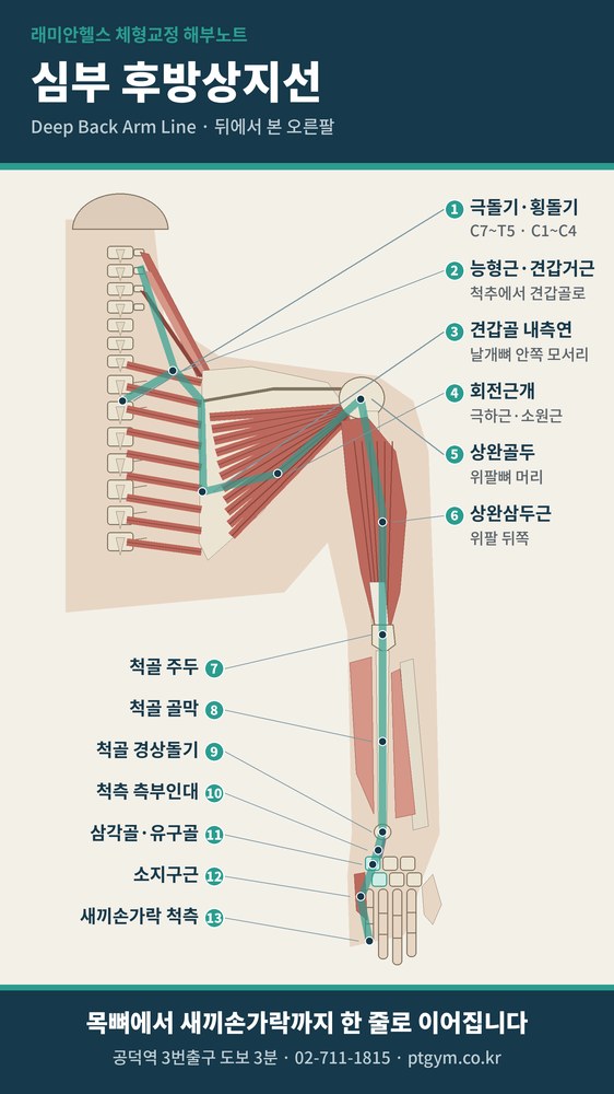 공덕 교정운동 PT| 심부 후방상지선, 목에서 새끼손가락까지 이어지는 등 쪽 깊은 라인 - 1 - 20260916003427