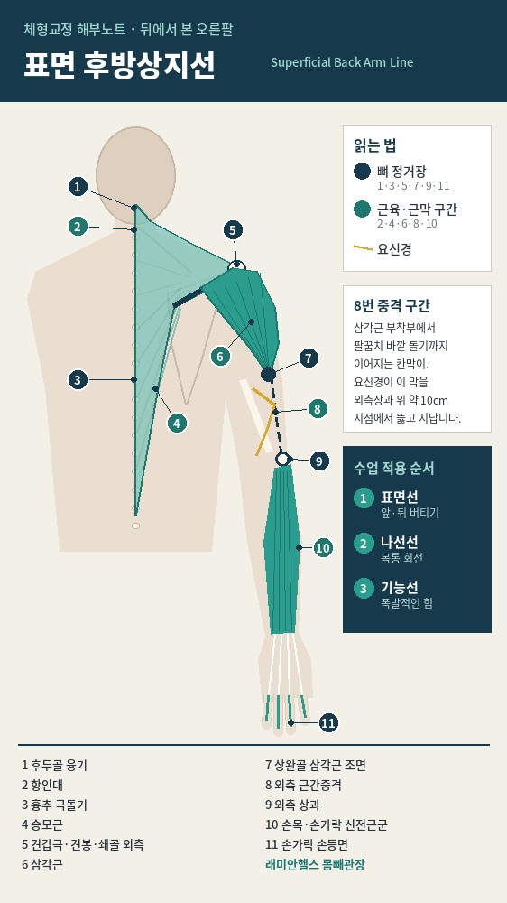 마포 교정운동 PT | 표면 후방상지선, 목덜미에서 손등까지 이어지는 바깥 라인 - 1 - 20260918001108