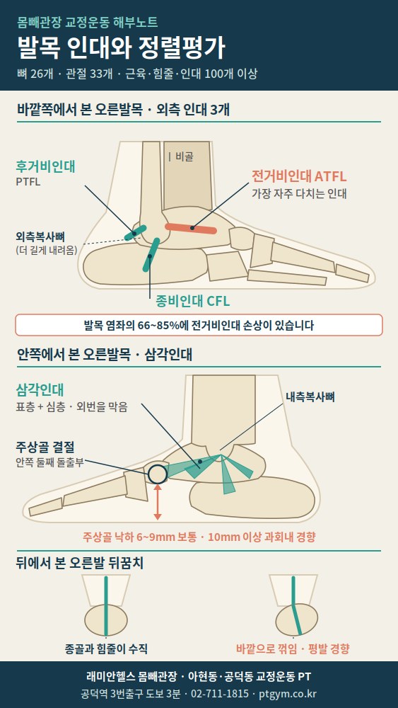 염리동 교정운동 PT | 발목 인대와 정렬평가, 발목을 자주 삐는 이유는 뼈 모양에 있습니다 - 1 - 20260923001759
