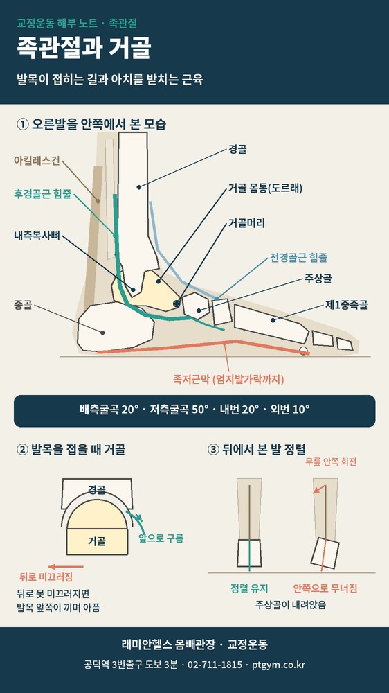 도화동 교정운동 PT | 족관절 가동범위와 거골, 발목이 안 접히면 무릎부터 아픈 이유 - 1 - 20260924000820