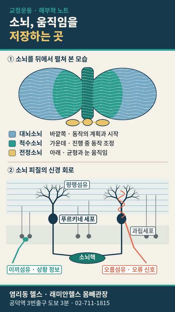 마포 교정운동 PT | 소뇌의 구조로 보는 교정운동 완성 - 1 - 20260929001044