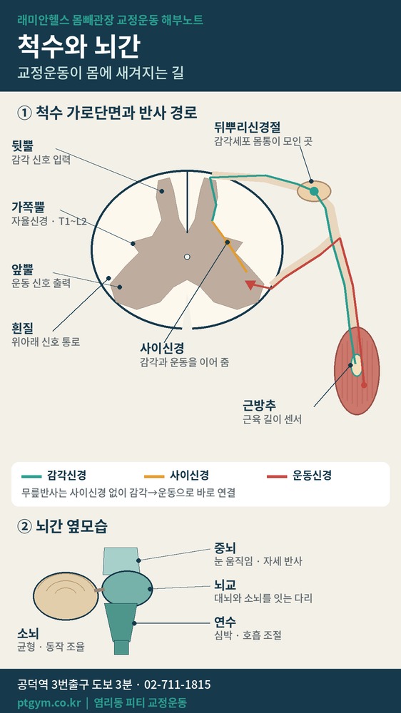 아현동 교정운동 PT | 교정운동은 몇 주면 효과가 날까요, 척수 구조로 보는 교정의 원리 - 1 - 20260930000936