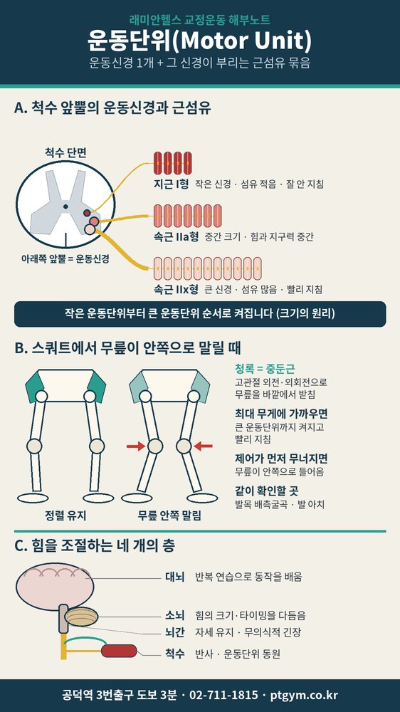 공덕동 교정운동 PT | 운동단위, 가벼운 힘과 최대 힘에서 켜지는 근육은 다릅니다 - 1 - 20261001000841