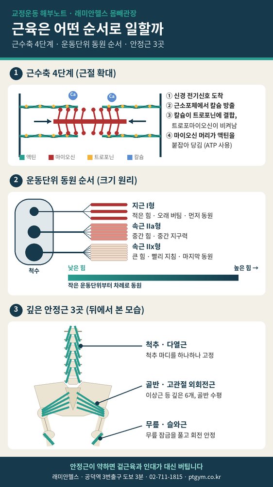 대흥동 교정운동 PT | 지근이 먼저, 속근은 나중에 - 운동단위로 보는 근수축 순서와 안정근 - 1 - 20261002001620