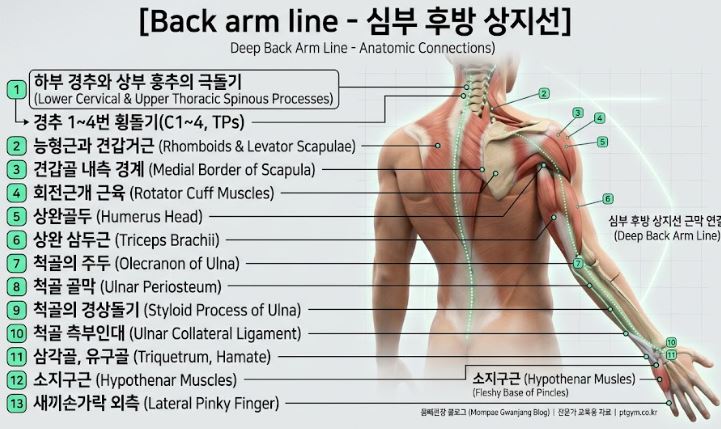 심부후방 상지선.JPG
