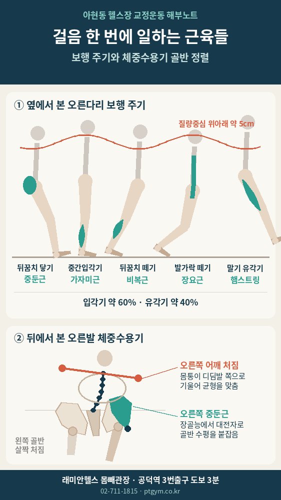 공덕 교정운동 PT | 보행분석, 걸음 한 번에 어떤 근육이 언제 일할까요 - 2 - 20261008002955