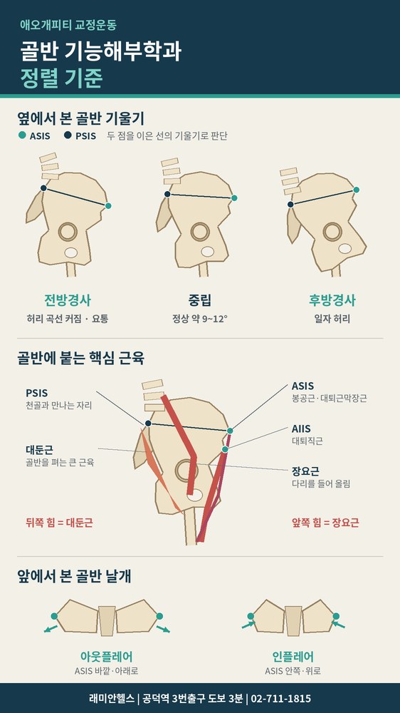 마포구 교정운동 PT | 골반 기능해부학과 정렬 기준 - 내 골반은 앞으로 기울었을까, 돌아갔을까 - 2 - 20261020001343