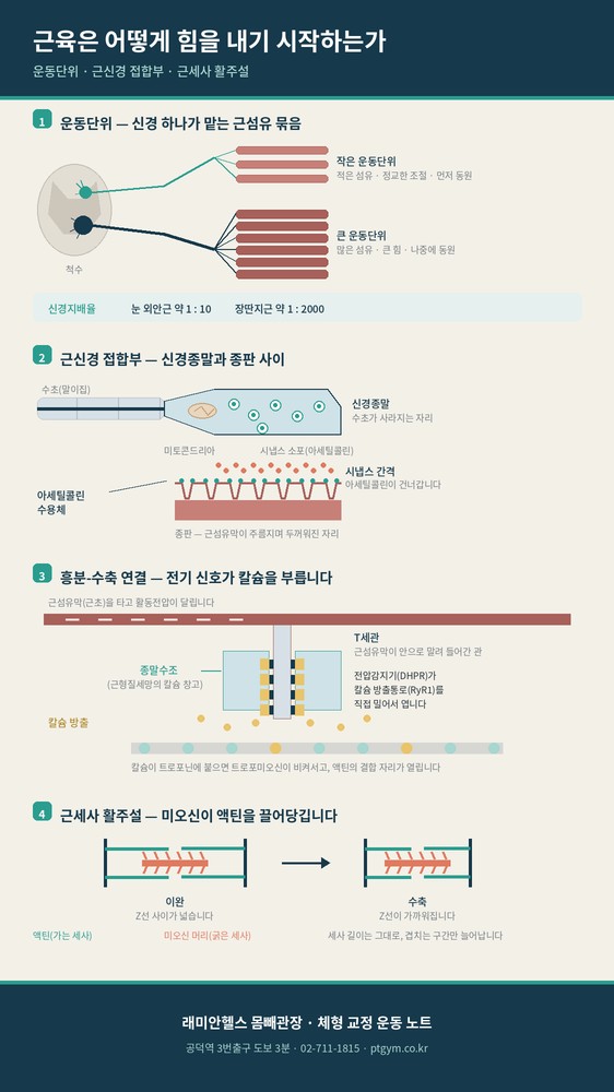 대흥 교정운동 PT | 근육은 어떻게 힘을 내기 시작하는가 — 운동단위, 근신경 접합부, 근세사 활주설 - 1 - 20260902002324